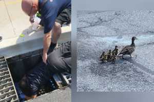 Concerned Mother Convinces Firefighters To Rescue Her Ducklings