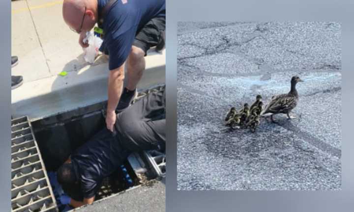 Authorities rescue ducklings from storm drain