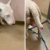 Long Island Man Kept Dog In 'Putrid' Cage For 10 Days Straight, Officials Say