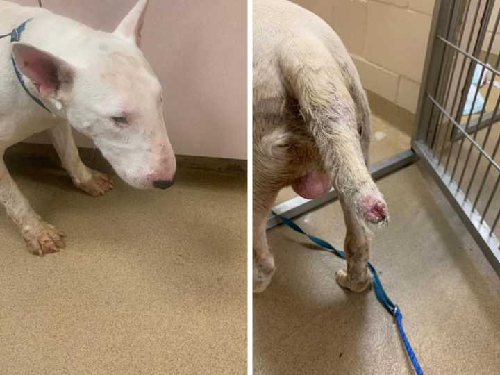 &quot;Buster,&quot; a male bull terrier, was kept in a filthy cage for 10 days straight and suffered conditions such as a chewed-up tail.