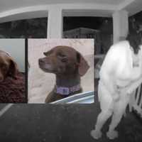 REUNITED: Porch Pirated Puppy Dropped Off At Pet Store Returned To Family; Suspect At Large