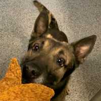 K9 Found Dead Inside Police Vehicle On Sweltering DC Morning