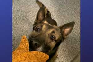 K9 Found Dead Inside Police Vehicle On Sweltering DC Morning