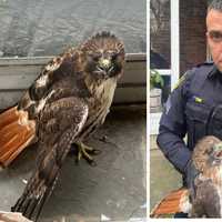 <p>Greenburgh police officers rescued a hawk that crashed through the window of a residence in town.</p>