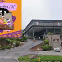 'Feline-Only Hotel, Spa' Coming To Scarsdale For Cat Lovers