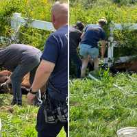 Fallen, Stuck Horse Rescued By Quick-Thinking Firefighters In CT
