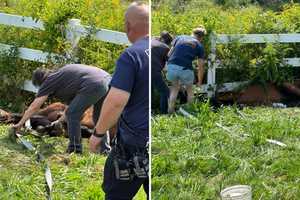 Fallen, Stuck Horse Rescued By Quick-Thinking Firefighters In CT