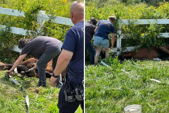 Fallen, Stuck Horse Rescued By Quick-Thinking Firefighters In East Windsor