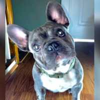 <p>Bruno, a 1-year-old French Bulldog</p>