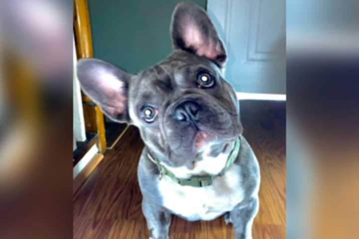 Puppy Stolen At Gunpoint Found Dead In Prince George's County, Owner Says