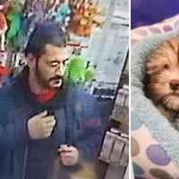 Man Wanted For Stealing Puppy From Huntington Station Pet Store, Police Say