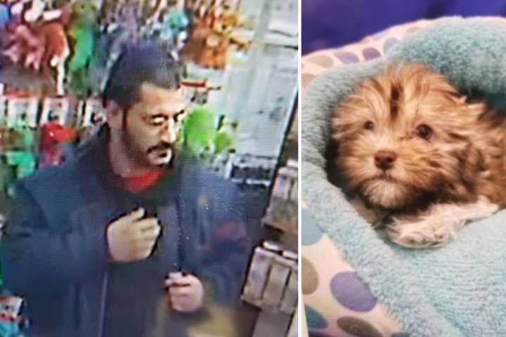 Man Wanted For Stealing Puppy From Huntington Station Pet Store, Police Say