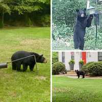 <p>Police released photos of earlier black bear encounters in New Canaan. The animals often look for food in bird feeders.</p>