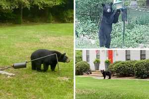 Foraging Bear Sighted In New Canaan: Police Warn Of Encounters