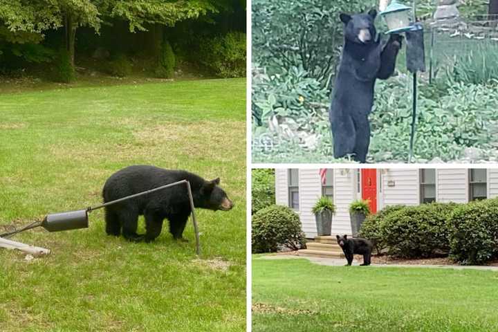 Foraging Bear Sighted In New Canaan: Police Warn Of Encounters