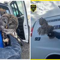 <p>The owl sustained an injury to its eye, police said.</p>