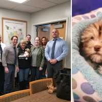 Police Locate 3-Month-Old Puppy Stolen From Huntington Station Pet Store