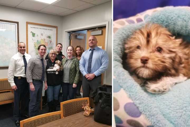 Police Locate 3-Month-Old Puppy Stolen From Huntington Station Pet Store