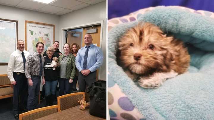 A Havanese puppy that was stolen from a Huntington Station pet store has been recovered.