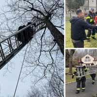 Cat Stuck In Tree: Pet Rescue Gives Firefighters Chance To Train In Croton-On-Hudson