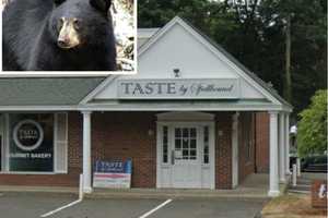 Bear Charges Employee At Shop In Connecticut, Delaying Opening