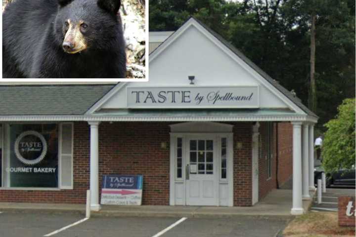 Bear Charges Employee At Shop In Connecticut, Delaying Opening