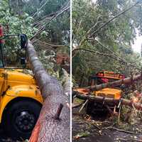 New Update: Fallen Tree Hits School Bus, Leaves 25 Children Stranded In Hudson Valley