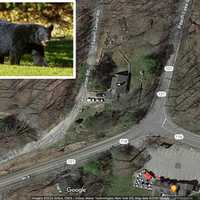 Pair Of Bears Spotted Near North Salem Intersection: Here's Where