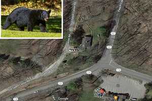 Pair Of Bears Spotted Near Northern Westchester Intersection: Here's Where