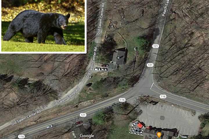 Pair Of Bears Spotted Near North Salem Intersection: Here's Where