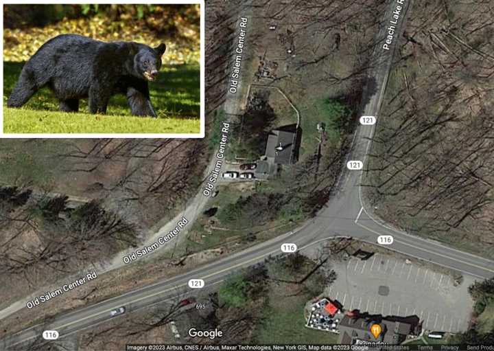 The bears were seen on Old Salem Center Road by the intersection of Route 121 and Route 116 in North Salem.