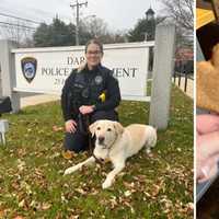 Darien Police K9 'Kenny' Retires After More Than 5 Years Of Service