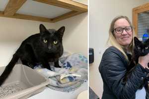 'Christmas Miracle': Family's Cat Found In Middletown 5 Months After Going Missing