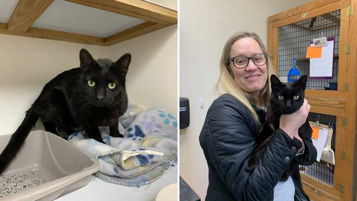 A cat named &quot;Minka&quot; who went missing at an I-91 rest stop in Connecticut over the summer is going home for the holidays.