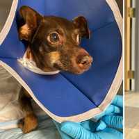 Dogs Bitten In Face By Rattlesnake In Yard Of CT Home