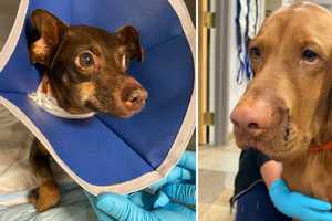 Dogs Bitten In Face By Rattlesnake In Yard Of Home In Region