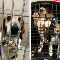 MSPCA Putting In The Hard Work For 4,000 Beagles Rescued From Virginia Research Lab