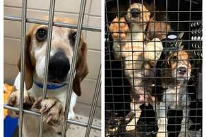 MSPCA Putting In The Hard Work For 4,000 Beagles Rescued From Virginia Research Lab