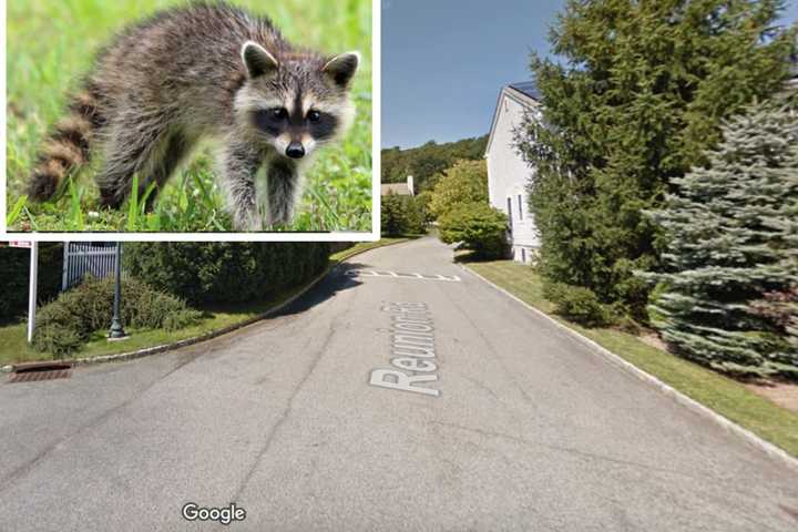 Rabid Raccoon Found In Westchester: Officials Issue Warning About Fatal Disease