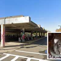 Dr. Doolittle He Is Not: Man Forced Off After Taking Pet Rat Onto MBTA Bus