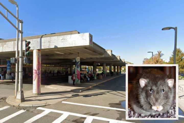 Dr. Doolittle He Is Not: Man Forced Off After Taking Pet Rat Onto MBTA Bus