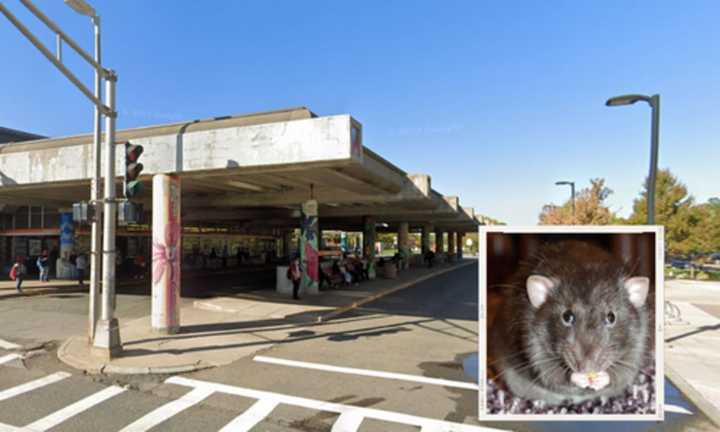 The man and his rat were escorted off the bus at Jackson Square in Roxbury