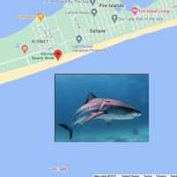 Teenage Surfer Bitten By Shark In Brand-New Long Island Incident