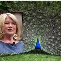 Coyotes Kill Six Peacocks In Broad Daylight At Martha Stewart's Katonah Estate
