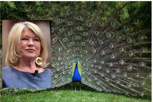 Coyotes Kill Six Peacocks In Broad Daylight At Martha Stewart's Estate In Region