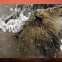 Smithsonian National Zoo's 'Luke The Lion' Dead At 17 After Long Battle With Spinal Disease