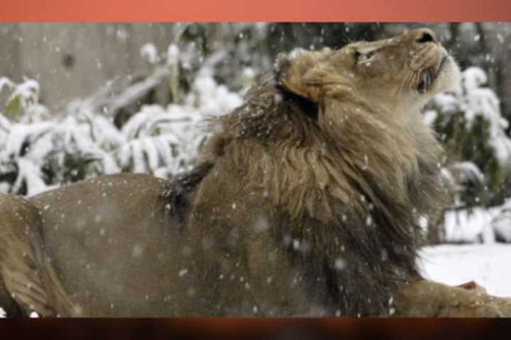 Smithsonian National Zoo's 'Luke The Lion' Dead At 17 After Long Battle With Spinal Disease