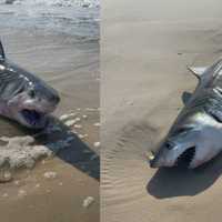 Alert Issued After Dead Shark Washes Up On NY Beach