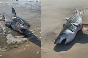 Alert Issued After Dead Shark Washes Up On Beach In Quogue