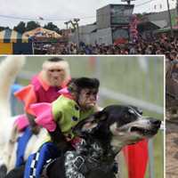 Fair's Dog-Riding Monkey Attraction Denounced By Local Town Supervisor In Hudson Valley